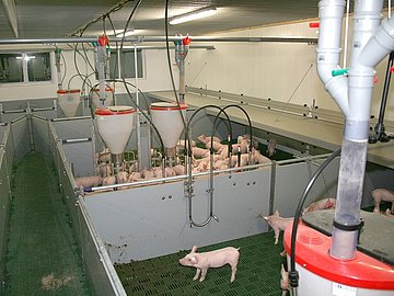 Schweinestall mit Stalltüren von der Niehuis Technik GmbH