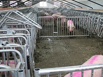 Moderne Fütterungstechnik der Niehuis Technik GmbH